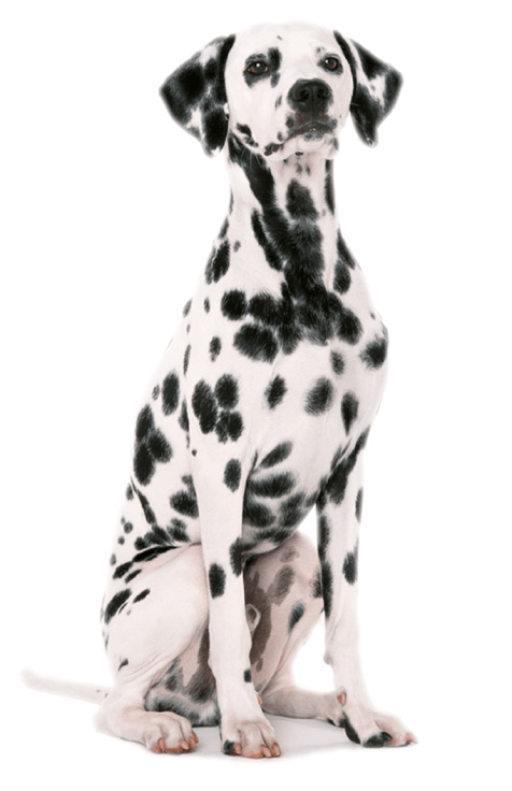 dalmatian mobile Τα οφέλη της περιποίησης του κατικοιδίου
